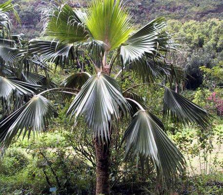 Pritchardia munroi