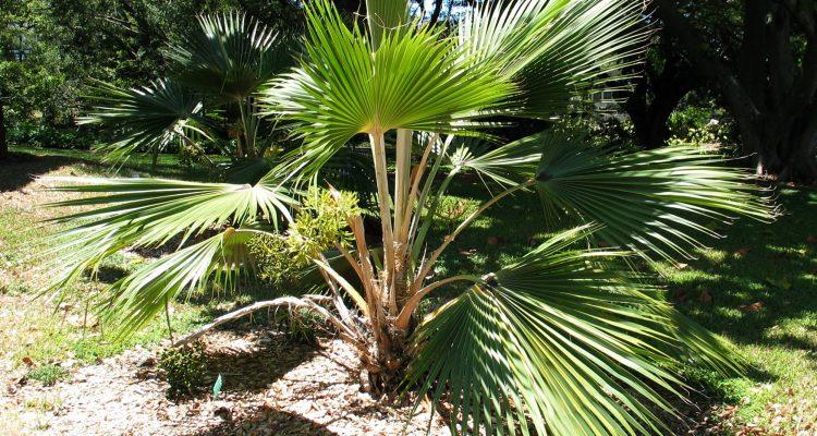 Pritchardia napaliensis