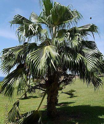 Pritchardia remota