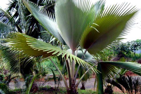 Pritchardia viscosa