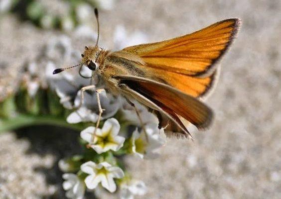 Pseudocopaeodes eunus obscurus