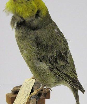 Psittirostra psittacea
