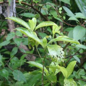 Psychotria hobdyi