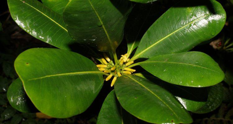 Pteralyxia macrocarpa