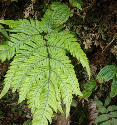 Pteris lidgatei