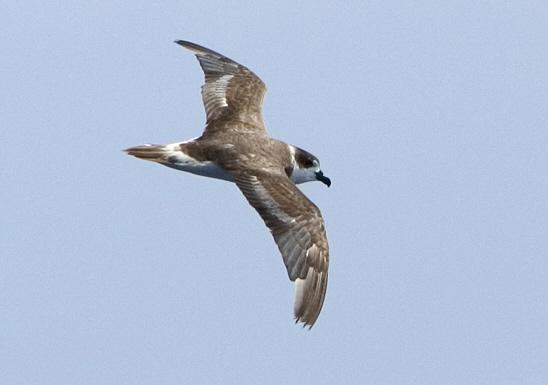 Pterodroma cahow