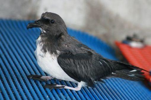Pterodroma magentae
