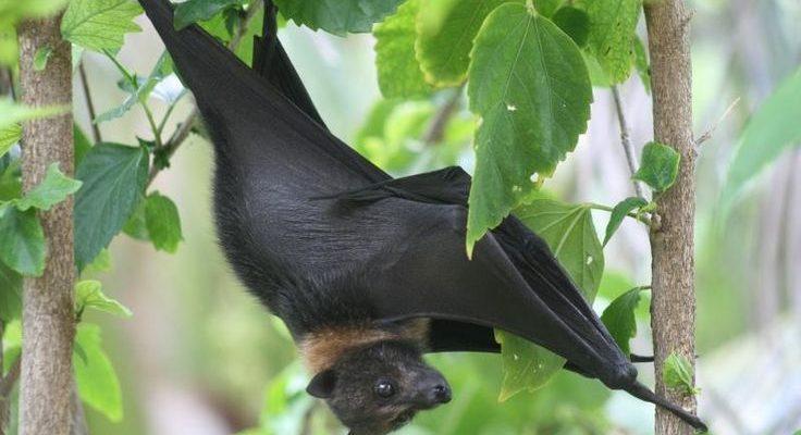 Pteropus mariannus mariannus