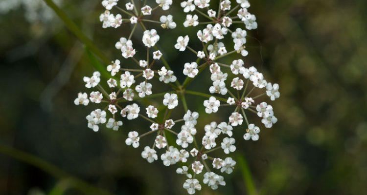 Ptilimnium nodosum