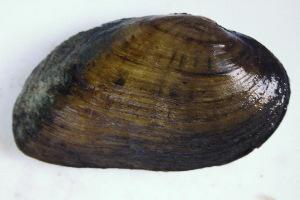 Ptychobranchus jonesi