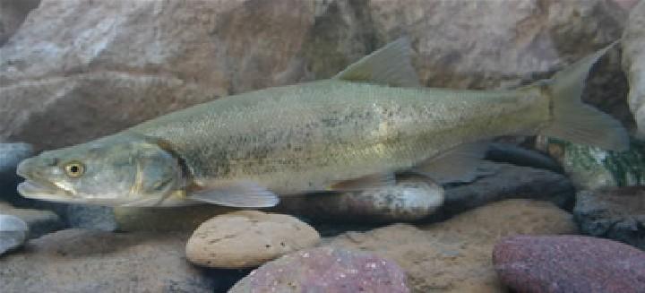 Ptychocheilus lucius