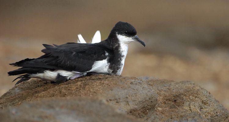 Puffinus auricularis newelli