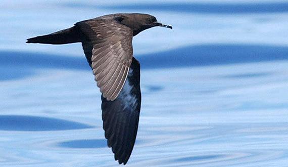 Puffinus heinrothi