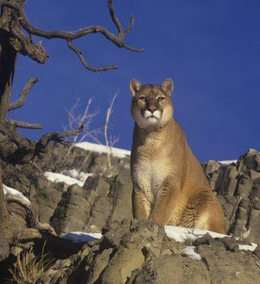 Puma (=Felis) concolor couguar