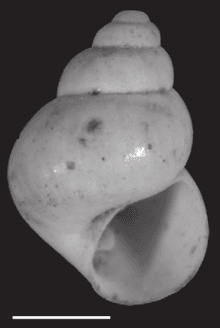Pyrgulopsis (=Marstonia) pachyta