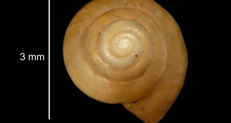 Pyrgulopsis bruneauensis