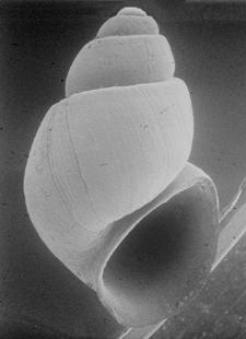 Pyrgulopsis chupaderae