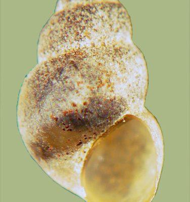 Pyrgulopsis ogmorhaphe