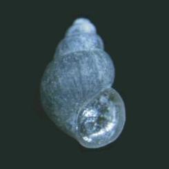 Pyrgulopsis roswellensis