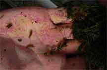 Pyrgulopsis texana