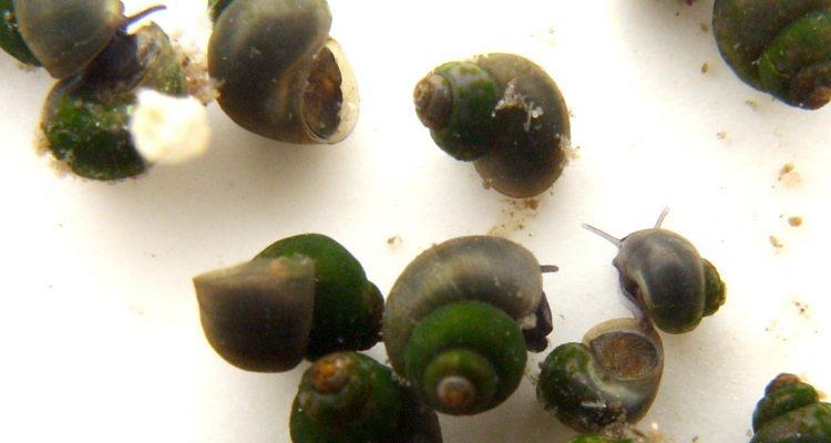 Pyrgulopsis trivialis