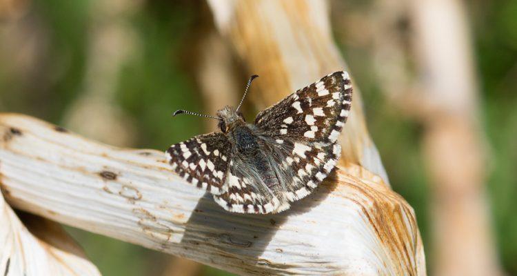 Pyrgus ruralis lagunae
