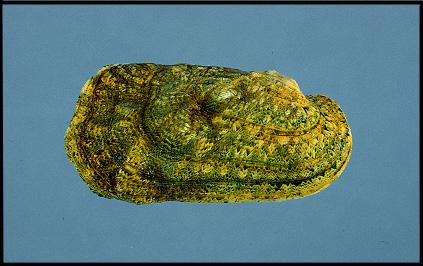 Quadrula cylindrica cylindrica