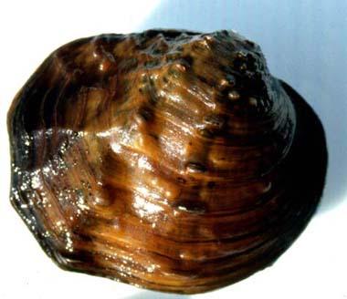 Quadrula fragosa