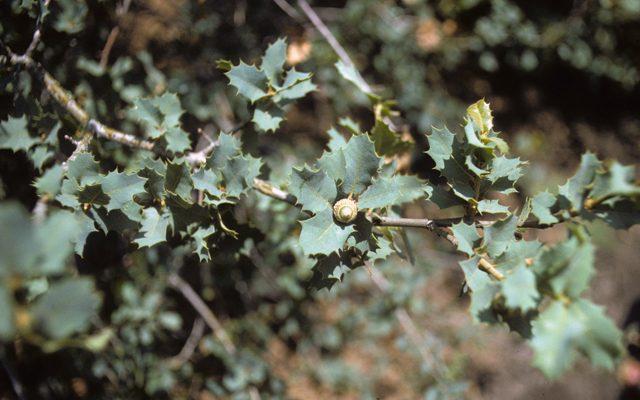 Quercus hinckleyi
