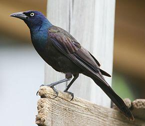 Quisicalus palustris