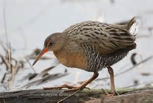 Rallus longirostris levipes