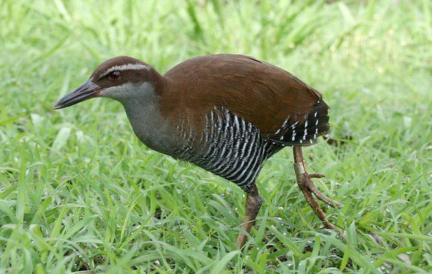 Rallus longirostris obsoletus