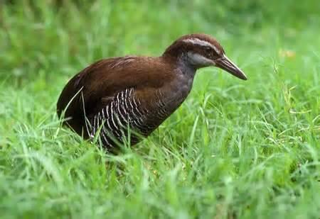 Rallus owstoni