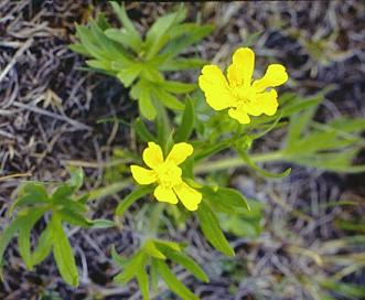 Ranunculus aestivalis (=acriformis)