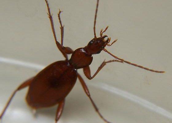 Rhadine infernalis