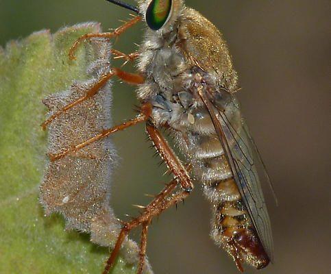 Rhaphiomidas terminatus abdominalis