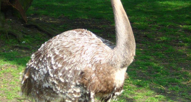 Rhea (=Pterocnemia) pennata