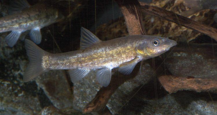 Rhinichthys osculus lethoporus