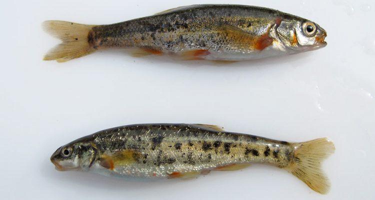 Rhinichthys osculus nevadensis