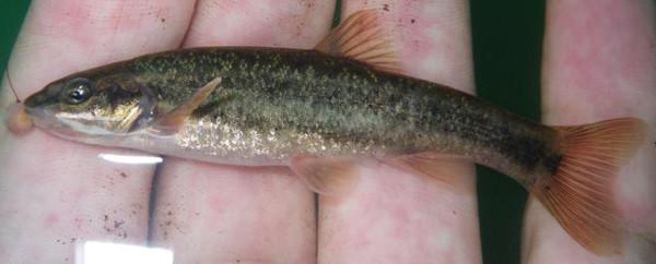 Rhinichthys osculus oligoporus