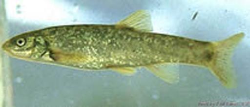 Rhinichthys osculus ssp.
