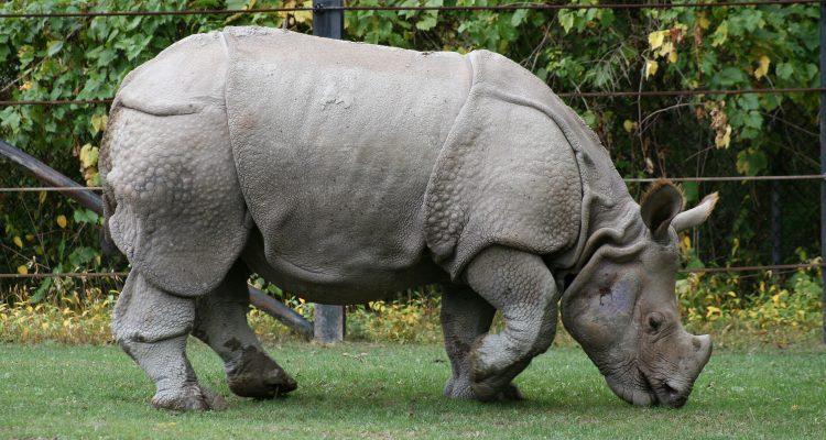 Rhinoceros unicornis