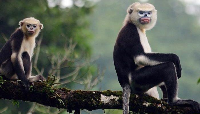 Rhinopithecus avunculus