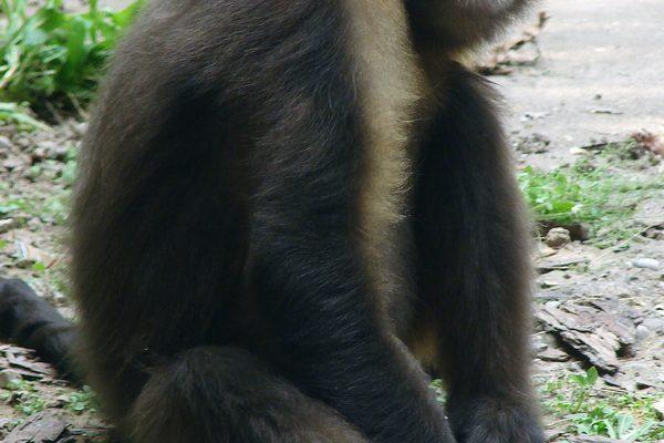Rhinopithecus brelichi