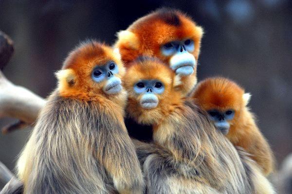 Rhinopithecus roxellana