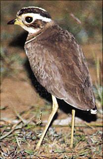 Rhinoptilus bitorquatus