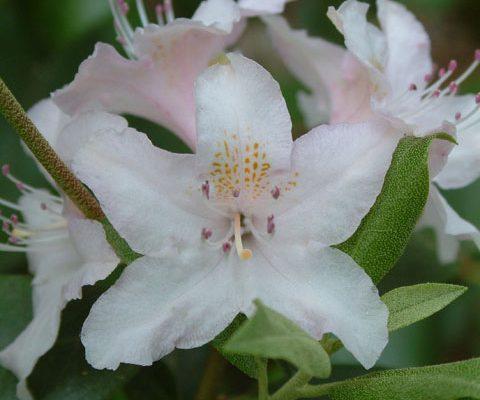 Rhododendron chapmanii