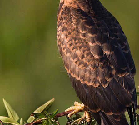 Rostrhamus sociabilis plumbeus
