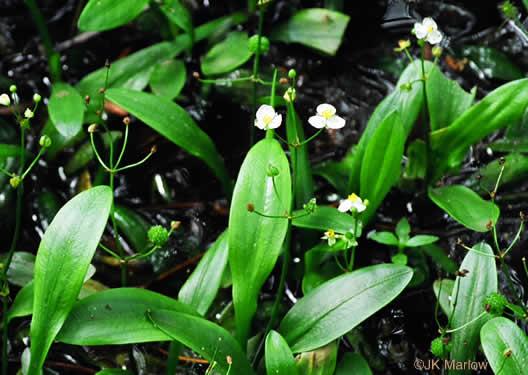 Sagittaria fasciculata
