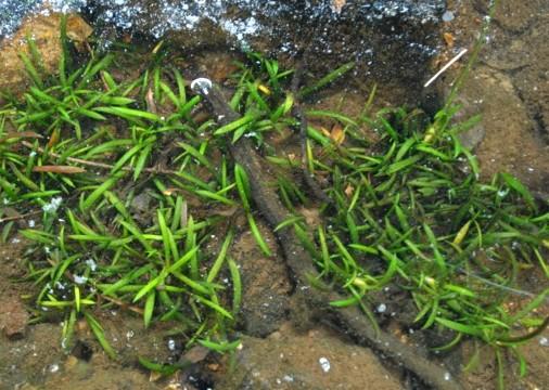 Sagittaria secundifolia